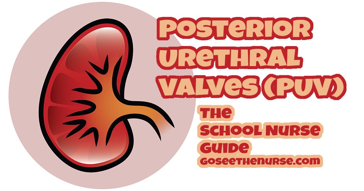 posterior urethral valves